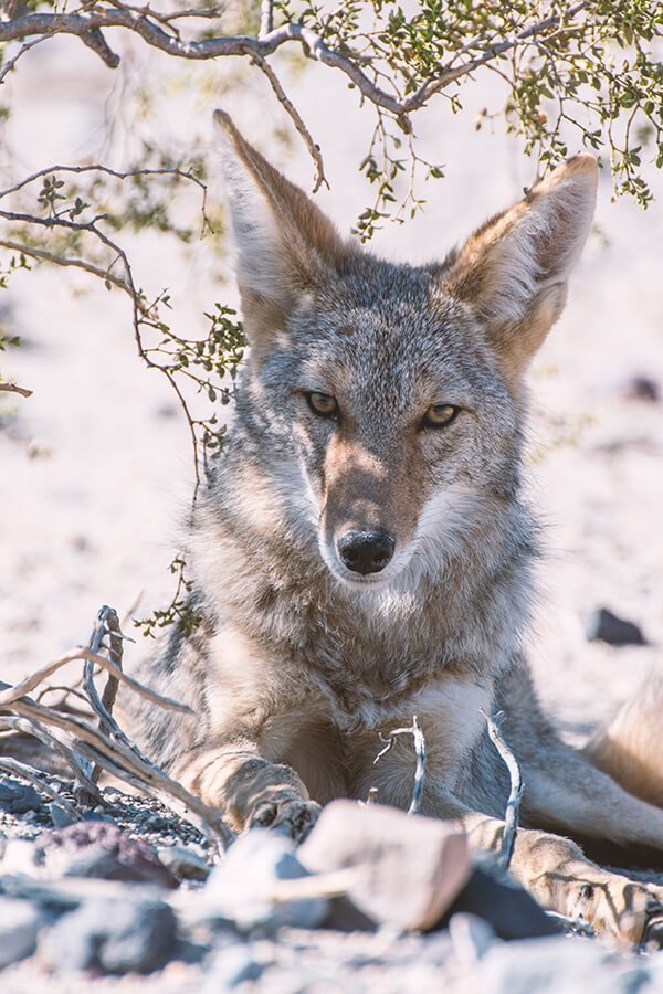 A photo of a coyote laying on the ground facing the viewer head-on.