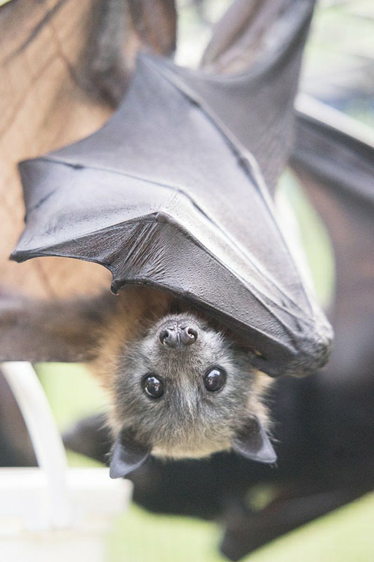 A flying fox bat hanging upside down.