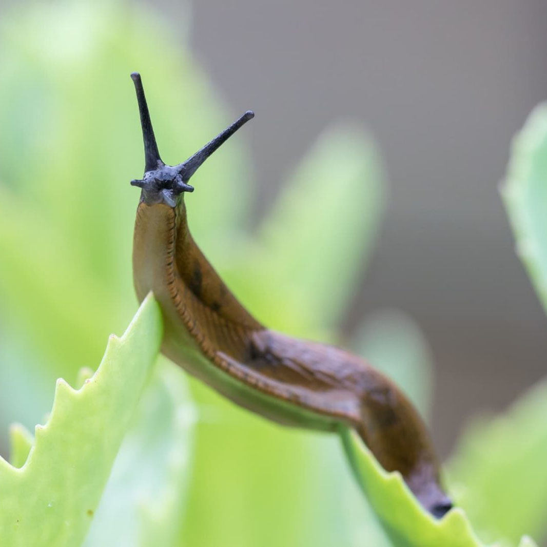 A cute brown slug.