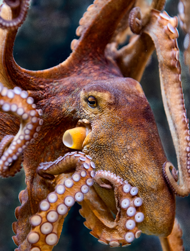 A reddish-orange octopus.