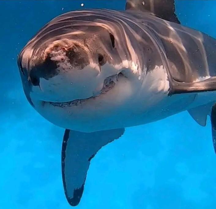 A grey and white shark.