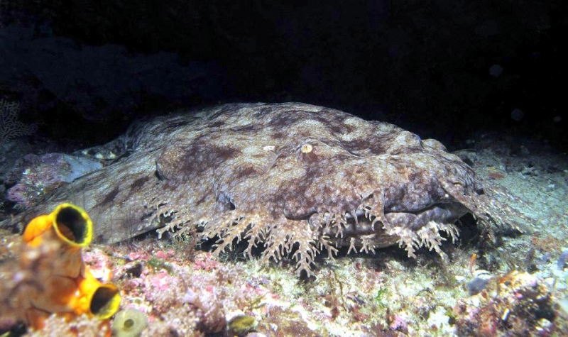 A wobbegong, a flat fish with brown camoflage patterning and frilly fronds on its face.