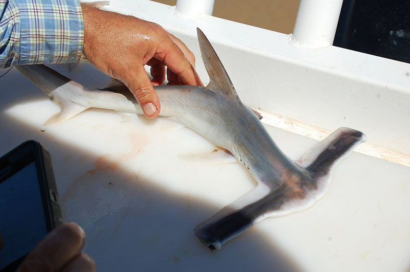 A gray winghead shark out of the water.