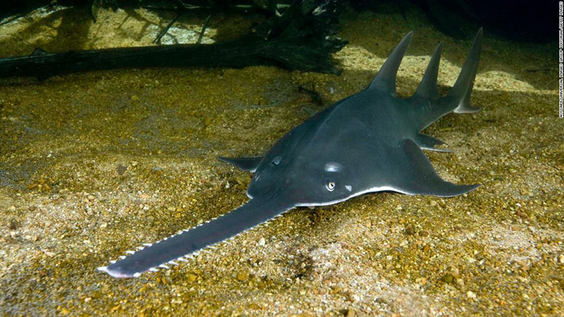 A dark blue-gray sawfish on the sea floor.