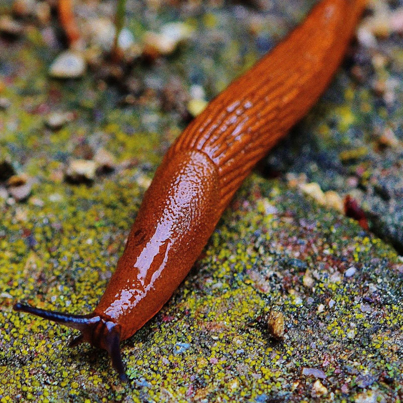 A reddish garden slug with a black face.