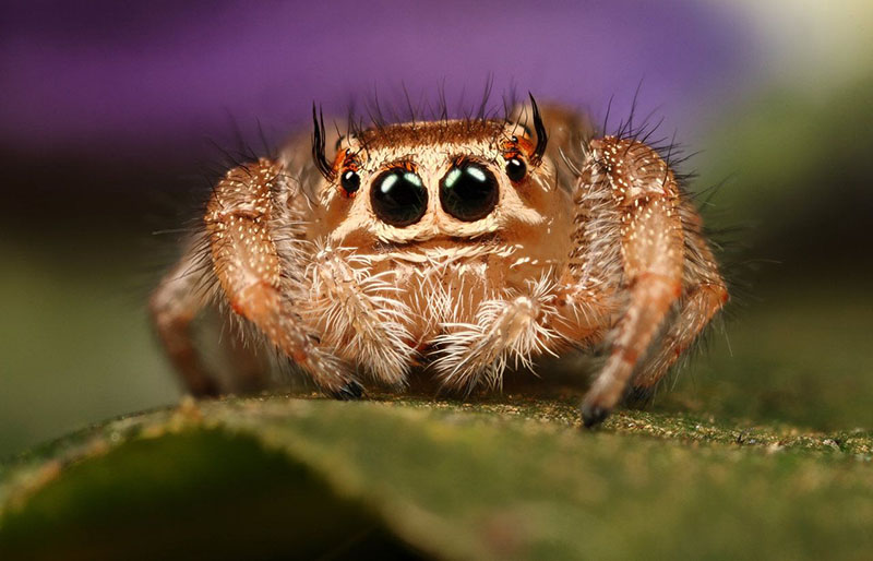 A brown, fuzzy jumping spider with big, cute eyes.