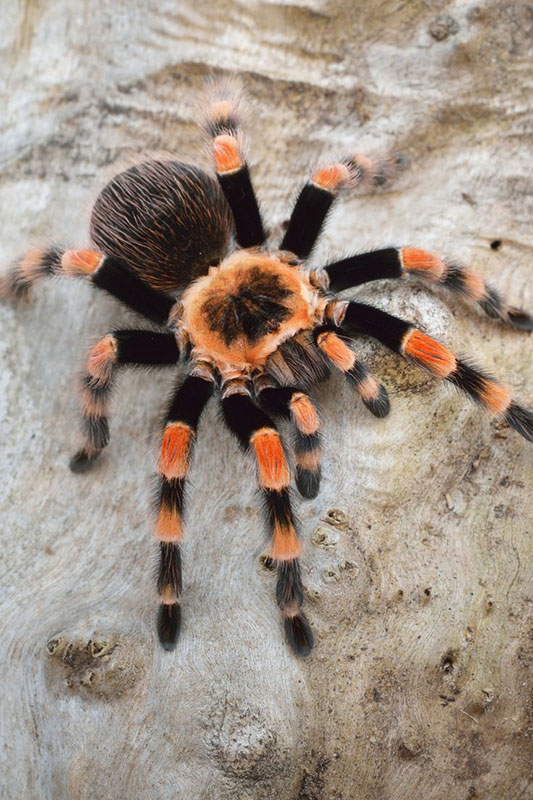 A fuzzy, orange and black tarantula.